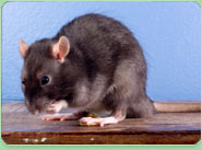 rat control Hounslow