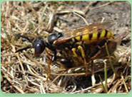 wasp control Hounslow